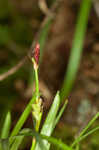 Longstalk sedge